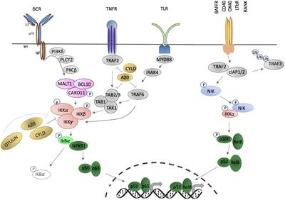 Nuclear Factor-kappaB in Autoimmunity: Man and Mouse